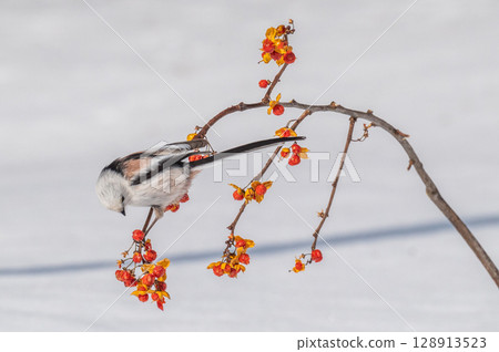 雪仙@島永 128913523