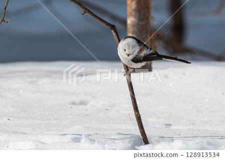 雪仙@島永 128913534