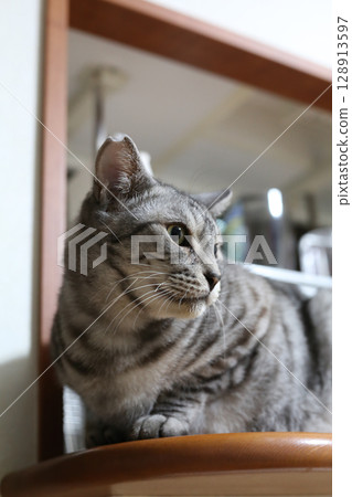 A tabby cat relaxing on the kitchen counter 128913597