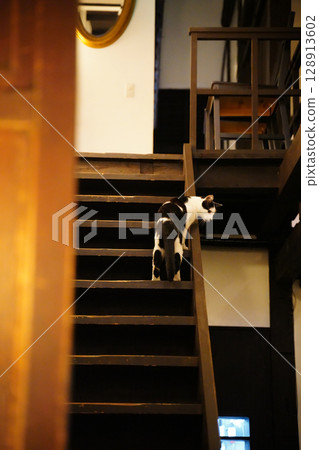 A stray cat from the neighborhood visiting a cafe in Kyoto A stray cat from the neighborhood visiting a cafe in Kyoto 128913602