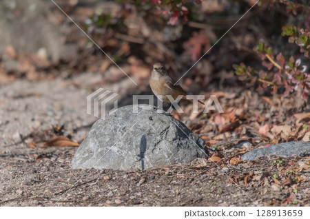 達斡爾紅尾鴝（雌性）在陽光下休息 128913659
