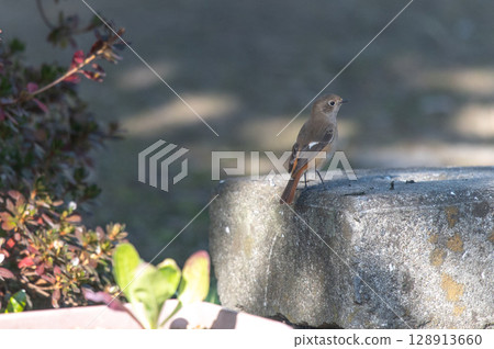 Daurian redstart (female) resting in the sun Daurian redstart (female) resting in the sun 128913660