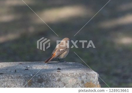 Daurian redstart (female) resting in the sun 128913661