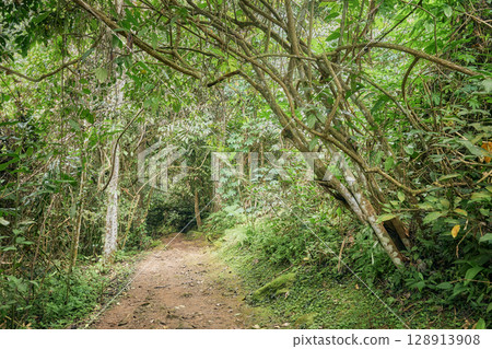 Trail in the rainforest on Borneo, Sabah, Malaysia. 128913908