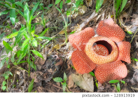 Blooming Rafflesia in the rainforest of Borneo, Sabah, Malaysia. Blooming Rafflesia in the rainforest of Borneo, Sabah, Malaysia. 128913919