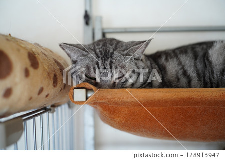 銀虎斑貓睡在貓吊床上 128913947