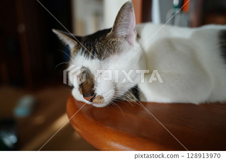 Brown tabby cat sleeping on the kitchen counter Brown tabby cat sleeping on the kitchen counter 128913970