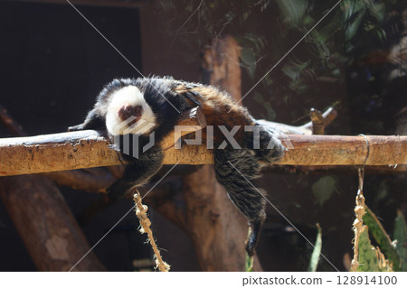 Monkey Resting Peacefully on a Log in Sunlit Surroundings Monkey Resting Peacefully on a Log in Sunlit Surroundings 128914100