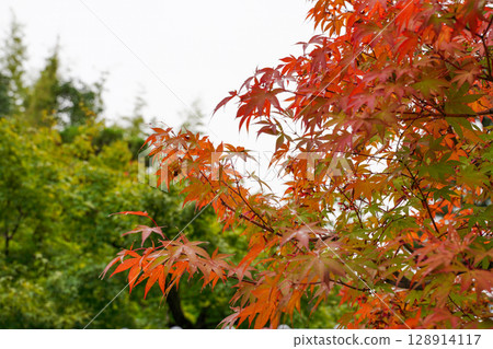 Scenery of the Myoshinji temple grounds as the leaves begin to change color 128914117