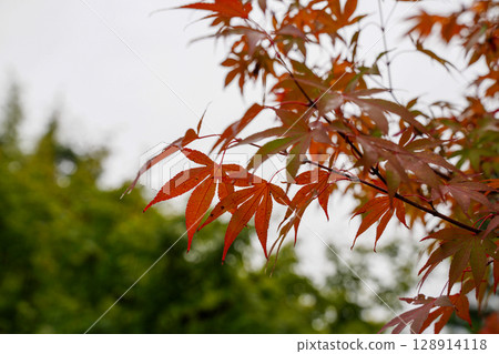 Scenery of the Myoshinji temple grounds as the leaves begin to change color Scenery of the Myoshinji temple grounds as the leaves begin to change color 128914118