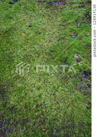 妙心寺分寺桂春院內景觀 128914136