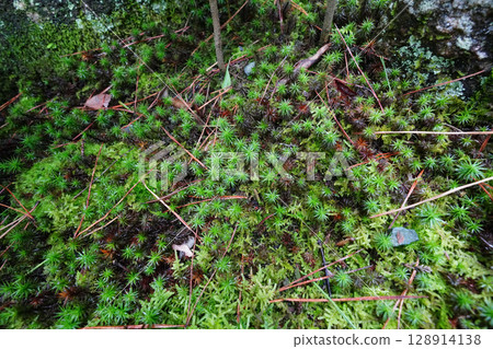 View of the grounds of Keishun-in, a subtemple of Myoshinji Temple View of the grounds of Keishun-in, a subtemple of Myoshinji Temple 128914138
