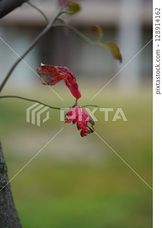 花園裡的櫻花秋葉 128914162