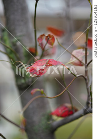花園裡的櫻花秋葉 128914163