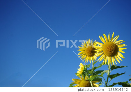 Sunflower like a sun 128914342