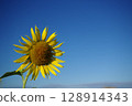 Sunflower like a sun Sunflower like a sun 128914343