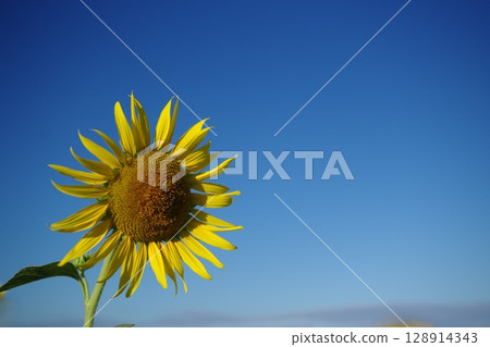 Sunflower like a sun Sunflower like a sun 128914343
