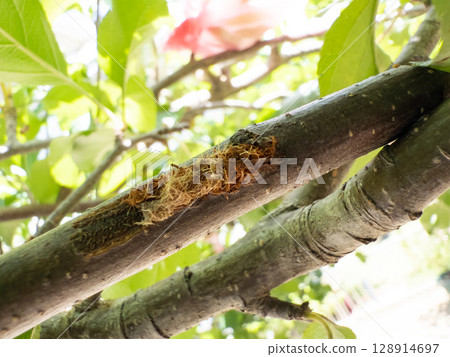 Close-up of mantis damage on an apple tree Close-up of mantis damage on an apple tree 128914697