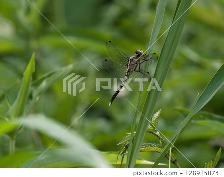 A female white-tailed skimmer resting on a leaf A female white-tailed skimmer resting on a leaf 128915073