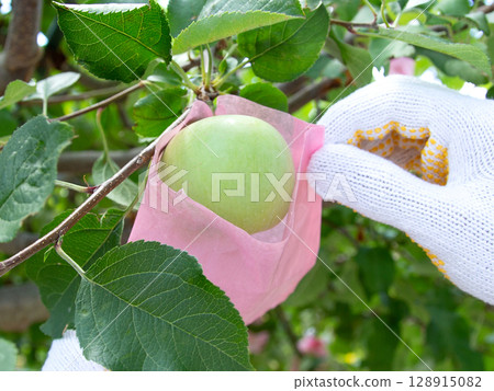 Fuji apples - bag cultivation "Fuji apples are grown in bags" Fuji apples - bag cultivation "Fuji apples are grown in bags" 128915082