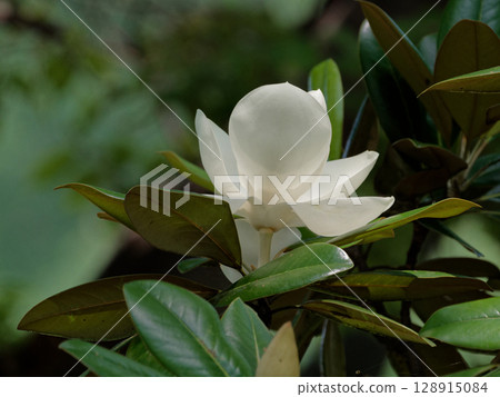 Taisambok flowering Taisambok flowering 128915084