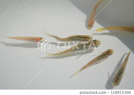 A white aquarium filled with killifish 128915300