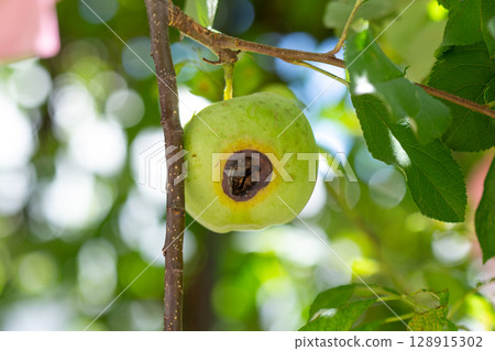 Fuji apple, scratches, rot, close-up 128915302