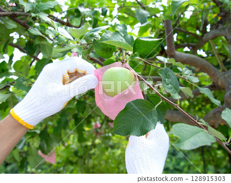 Fuji apples - bag cultivation "Fuji apples are grown in bags" Fuji apples - bag cultivation "Fuji apples are grown in bags" 128915303
