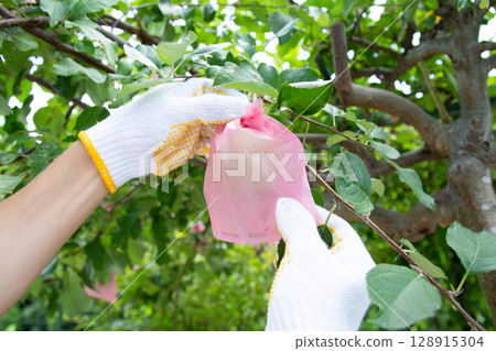 Fuji apples - bag cultivation "Fuji apples are grown in bags" 128915304