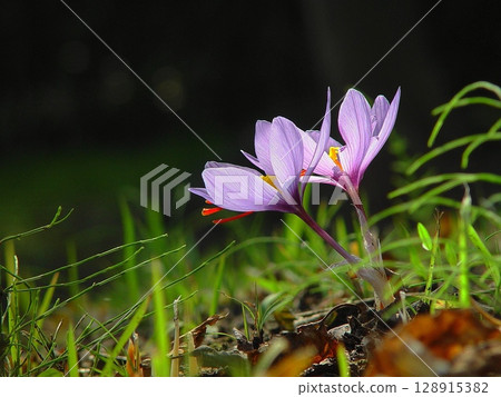 Purple flowers that stand out: Flowers (November) Saffron 06 128915382