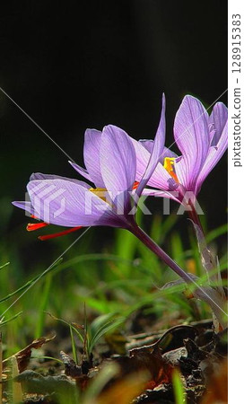 引人注目的紫色花朵 花卉（十一月）藏紅花 06V9.16 128915383