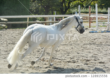 A white horse running comfortably through the riding ground 128915556