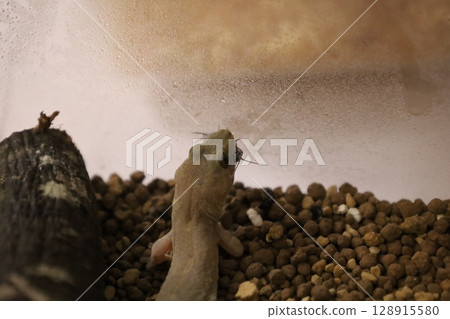 Japanese gecko eating a cricket 128915580