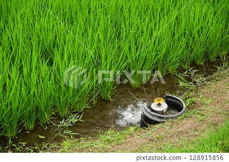 Paddy field 128915856