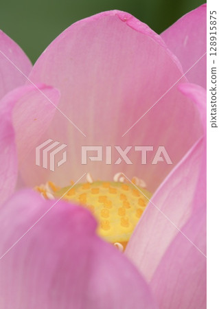 Relax with the lotus flower Relax with the lotus flower 128915875