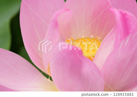 被蓮花治愈 被蓮花治愈 128915881