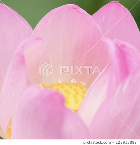 被蓮花治愈 被蓮花治愈 128915882