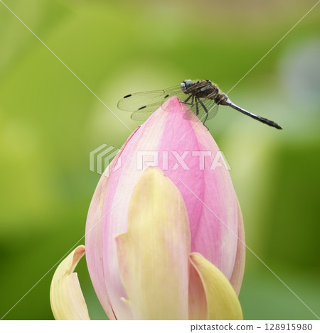 蜻蜓停在蓮花芽上 128915980