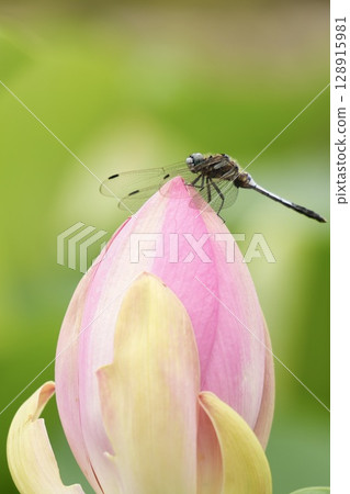 蜻蜓停在蓮花芽上 蜻蜓停在蓮花芽上 128915981