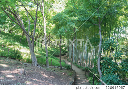 夏天的殿谷戶花園 128916067