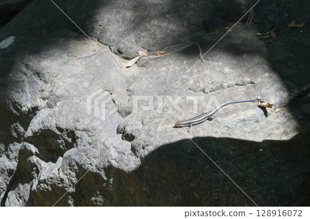 Tonogayato Garden in Summer / Lizard on a rock Tonogayato Garden in Summer / Lizard on a rock 128916072
