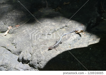 Tonogayato Garden in Summer / Lizard on a rock 128916085