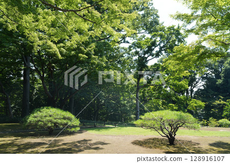 夏天的殿谷戶花園 夏天的殿谷戶花園 128916107