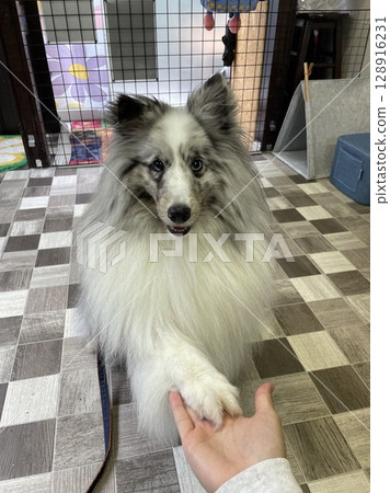 Holding Shetland Sheepdog Holding Shetland Sheepdog 128916231