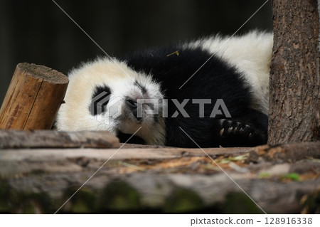 熊貓寶寶在木甲板上小憩 128916338