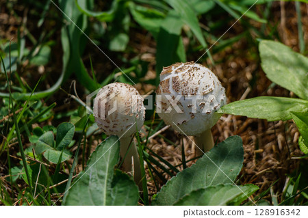 大白傘菇01 128916342