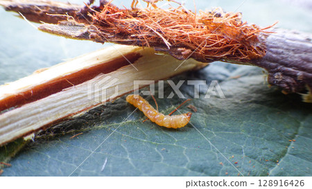 長角甲蟲幼蟲(莖甲蟲)對蘋果樹造成的損害 長角甲蟲幼蟲(莖甲蟲)對蘋果樹造成的損害 128916426