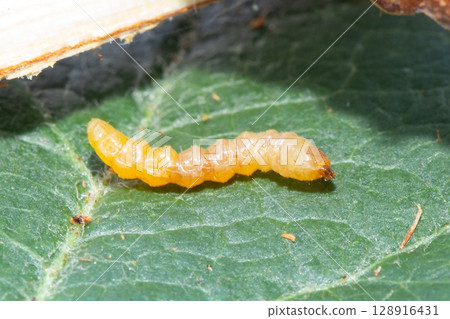 長角甲蟲幼蟲（莖甲蟲）對蘋果樹造成的損害 128916431