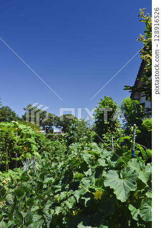 A home vegetable garden covered with large leaves in summer 128916526