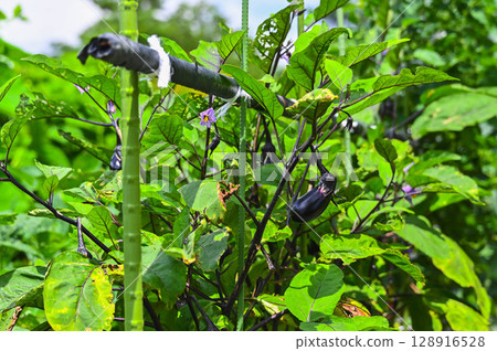 自家菜園裡的千兩茄子 128916528